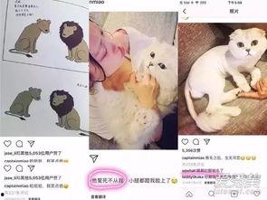 娱乐吃瓜酱虐猫