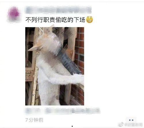 娱乐吃瓜酱虐猫
